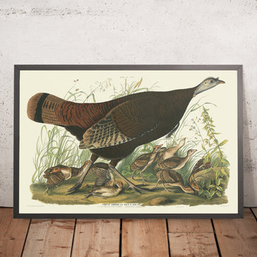 Große amerikanische Henne aus &