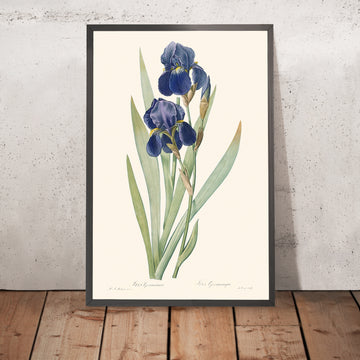 Illustrazione botanica di Iris Germanica di Pierre-Joseph Redouté, 1827 