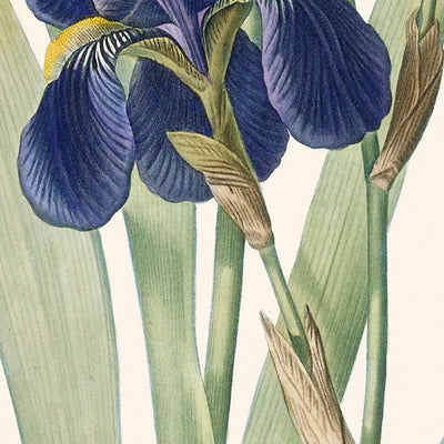 Ilustración botánica de Iris Germanica por Pierre-Joseph Redouté, 1827 