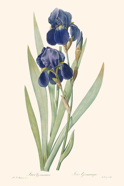 Ilustración botánica de Iris Germanica por Pierre-Joseph Redouté, 1827 