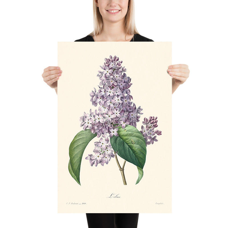 Lilac Botanical Illustration by Pierre-Joseph Redouté, 1827
