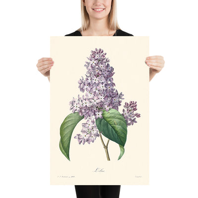 Lilac Botanical Illustration by Pierre-Joseph Redouté, 1827