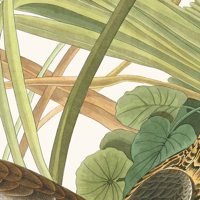 Mallard Ducks from 'Birds of America' by John James Audubon, 1827