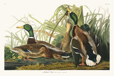 Mallard Ducks from 'Birds of America' by John James Audubon, 1827