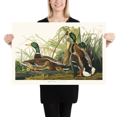 Mallard Ducks from 'Birds of America' by John James Audubon, 1827