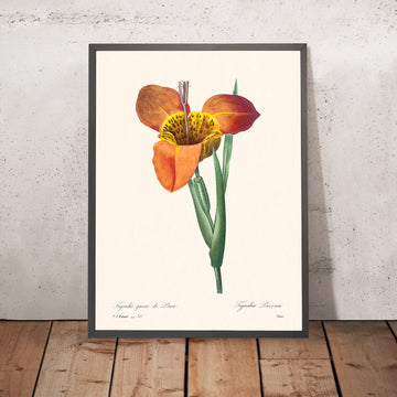 Ilustración botánica de concha mexicana por Pierre-Joseph Redouté, 1827 