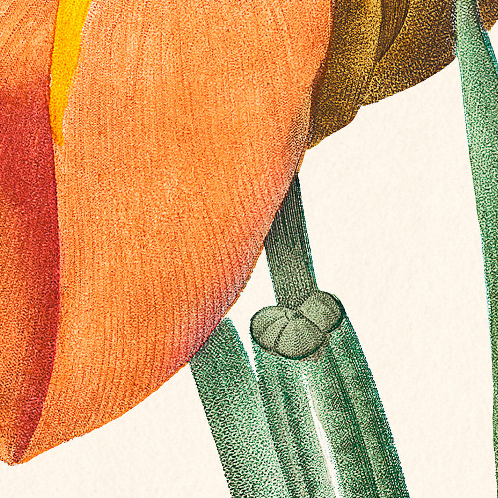 Illustration botanique de coquillage mexicain par Pierre-Joseph Redouté, 1827 