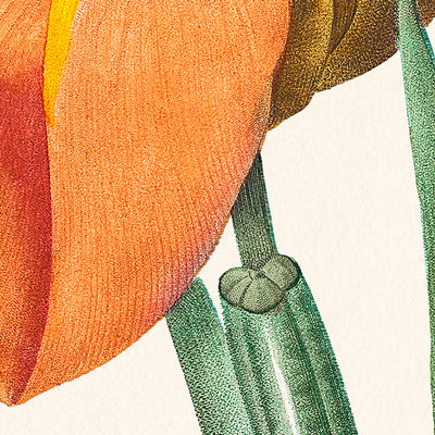 Illustration botanique de coquillage mexicain par Pierre-Joseph Redouté, 1827 