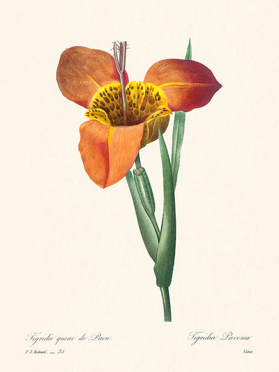 Illustration botanique de coquillage mexicain par Pierre-Joseph Redouté, 1827 