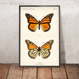 Illustration de la Papillon Monarque (Danais Archippus) par Sherman Denton, 1900 