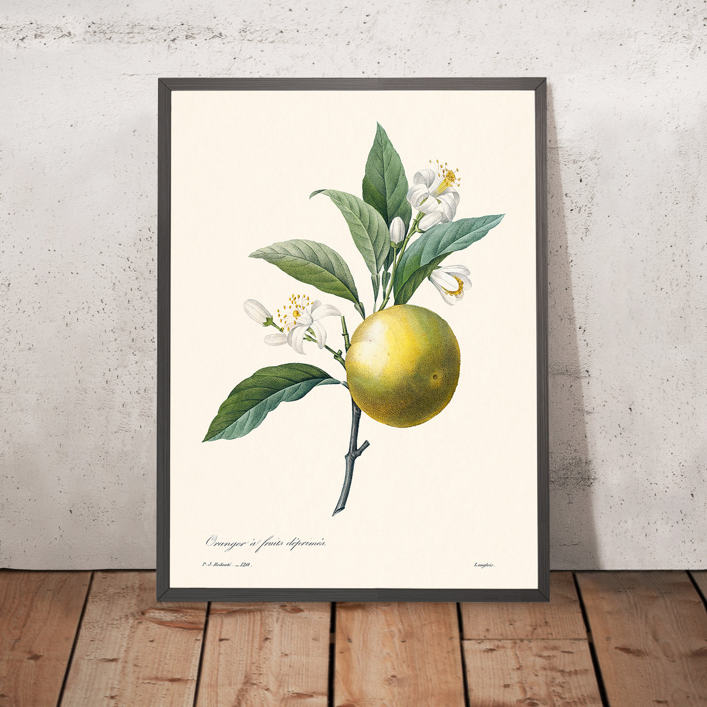 Orange Botanische Illustration von Pierre-Joseph Redouté, 1827 