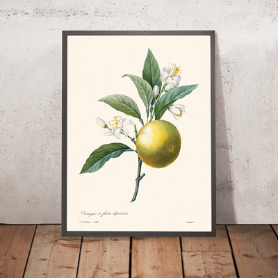 Orange Botanische Illustration von Pierre-Joseph Redouté, 1827 