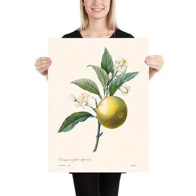 Orange Botanische Illustration von Pierre-Joseph Redouté, 1827 
