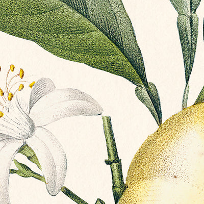 Orange Botanische Illustration von Pierre-Joseph Redouté, 1827 