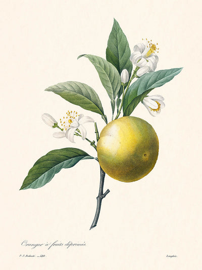Orange Botanische Illustration von Pierre-Joseph Redouté, 1827 