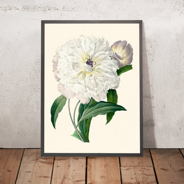 Peony Botanical Illustration by Pierre-Joseph Redouté, 1827