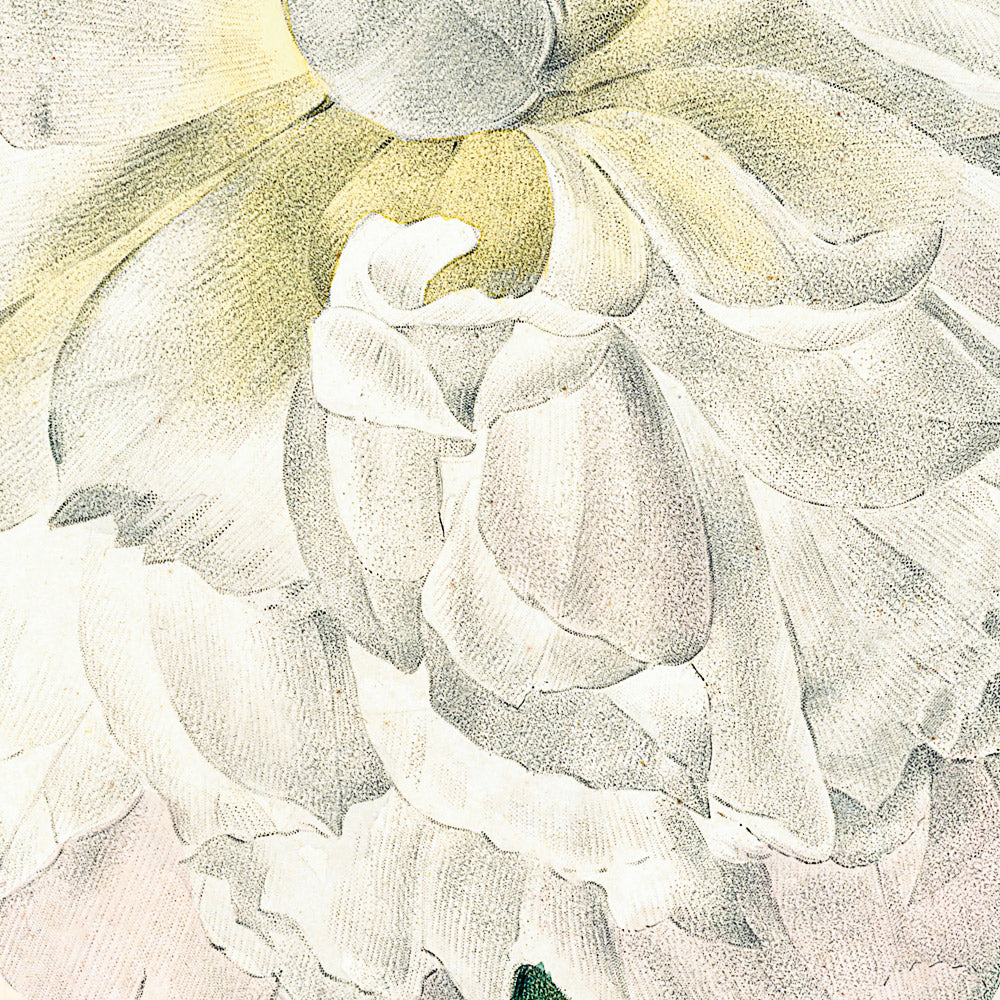 Ilustración botánica de peonía por Pierre-Joseph Redouté, 1827 