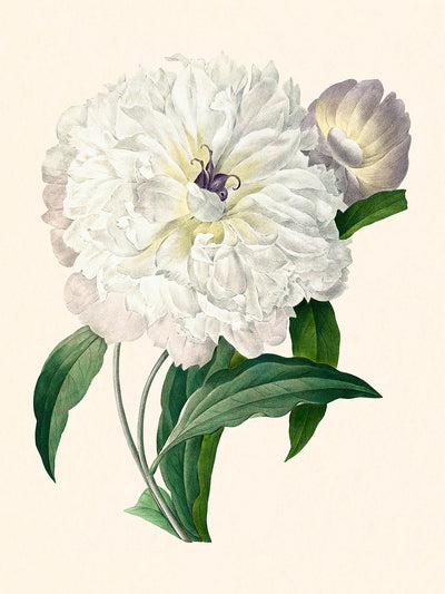 Ilustración botánica de peonía por Pierre-Joseph Redouté, 1827 