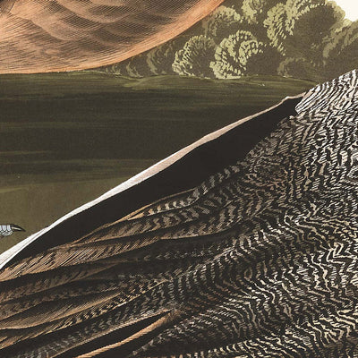Pin Tailed Duck (Pintail) from 'Birds of America' by John James Audubon, 1827