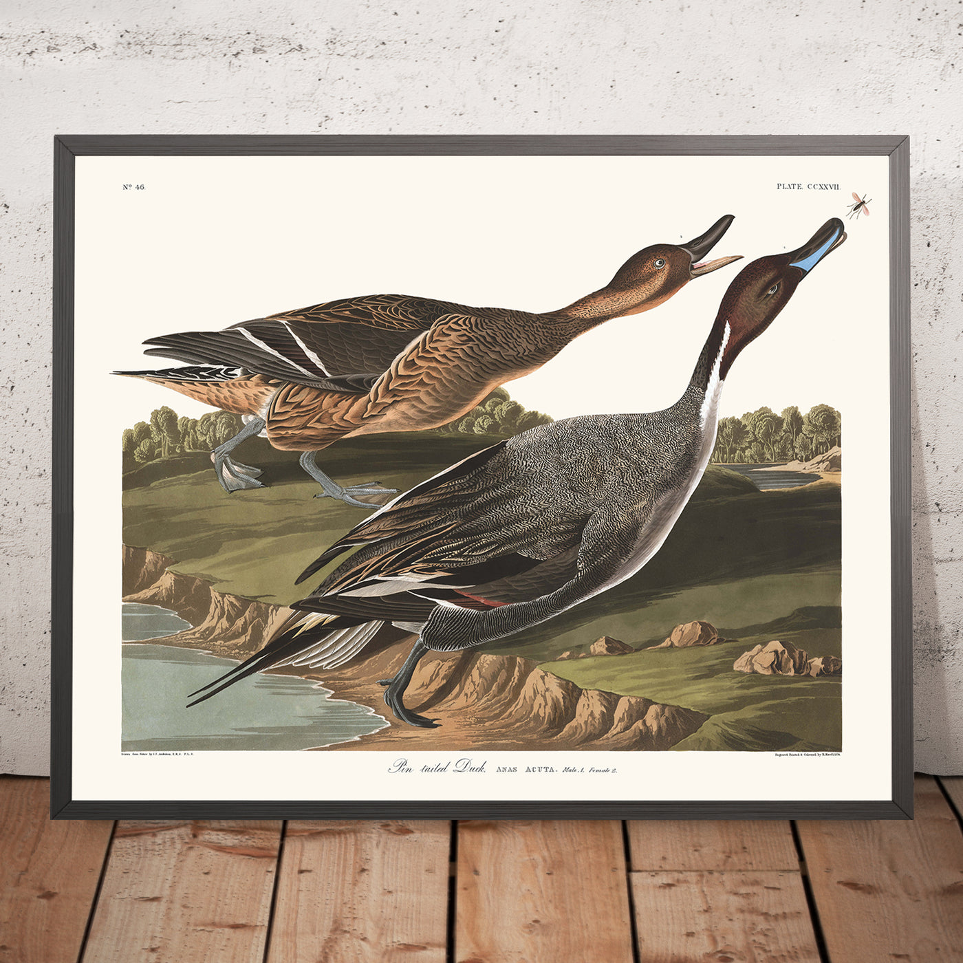Pin Tailed Duck (Pintail) from 'Birds of America' by John James Audubon, 1827