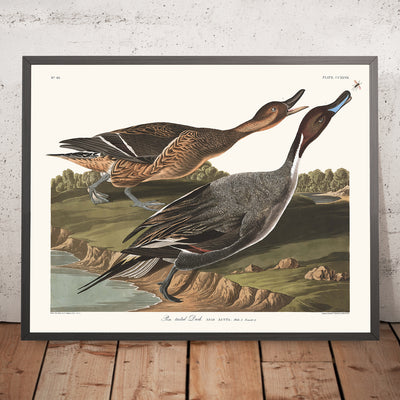 Pin Tailed Duck (Pintail) from 'Birds of America' by John James Audubon, 1827