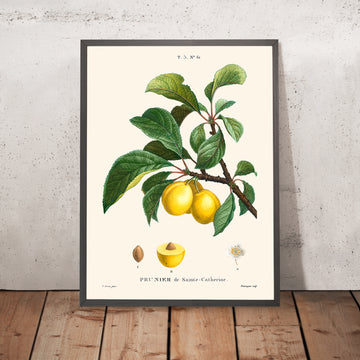Plum Botanical Illustration by Pierre-Joseph Redouté, 1827