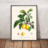 Plum Botanical Illustration by Pierre-Joseph Redouté, 1827