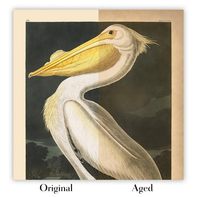 American Bittern by John James Audubon, 1827