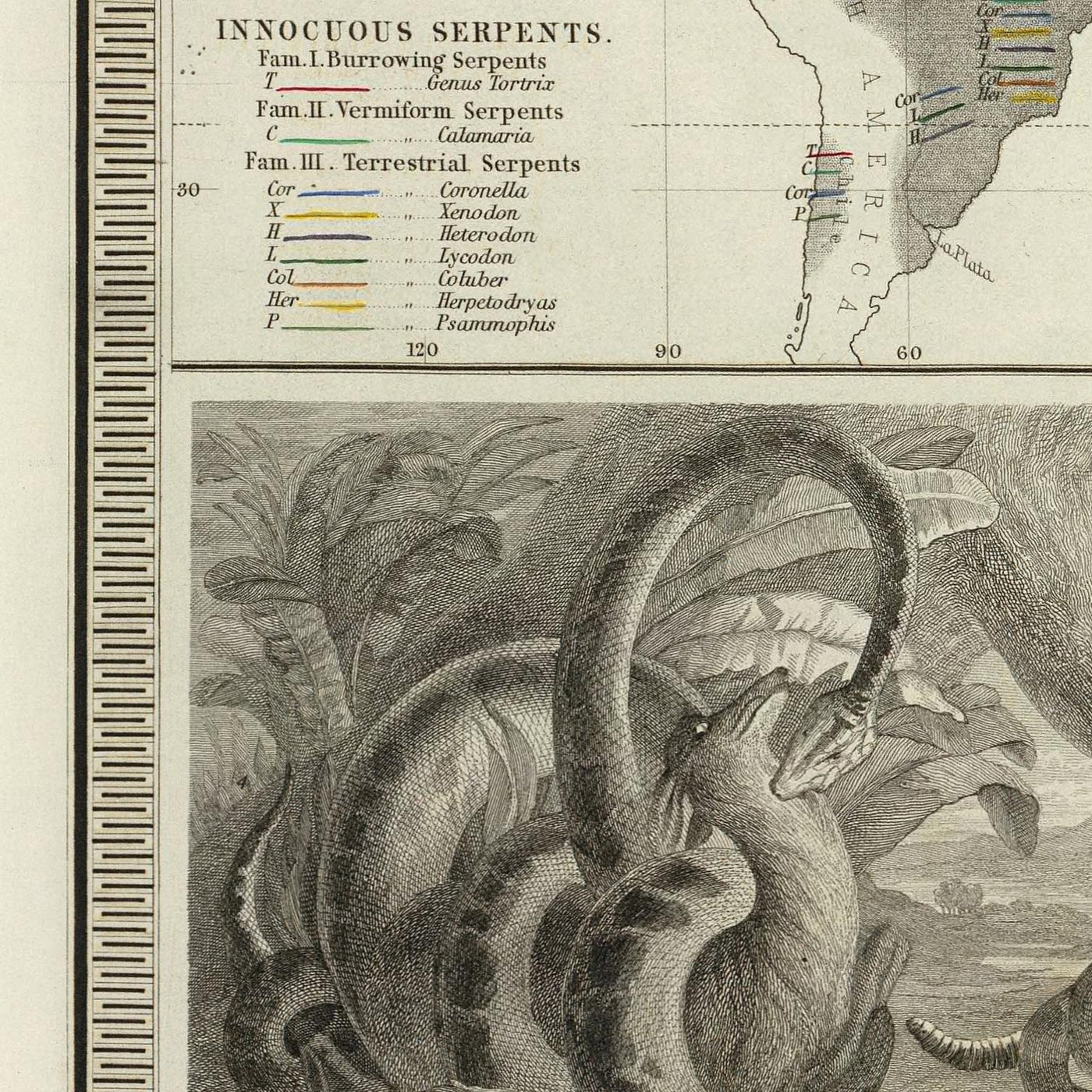 Old World Map of Reptile Distribution by Johnston, 1856: Snakes, Lizards, and Other Reptile Illustrations