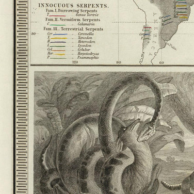 Old World Map of Reptile Distribution by Johnston, 1856: Snakes, Lizards, and Other Reptile Illustrations