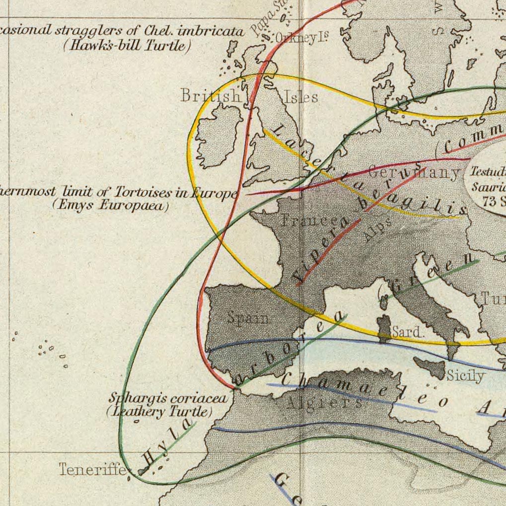 Old World Map of Reptile Distribution by Johnston, 1856: Snakes, Lizards, and Other Reptile Illustrations