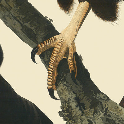 Turkey Buzzard from 'Birds of America' by John James Audubon, 1827