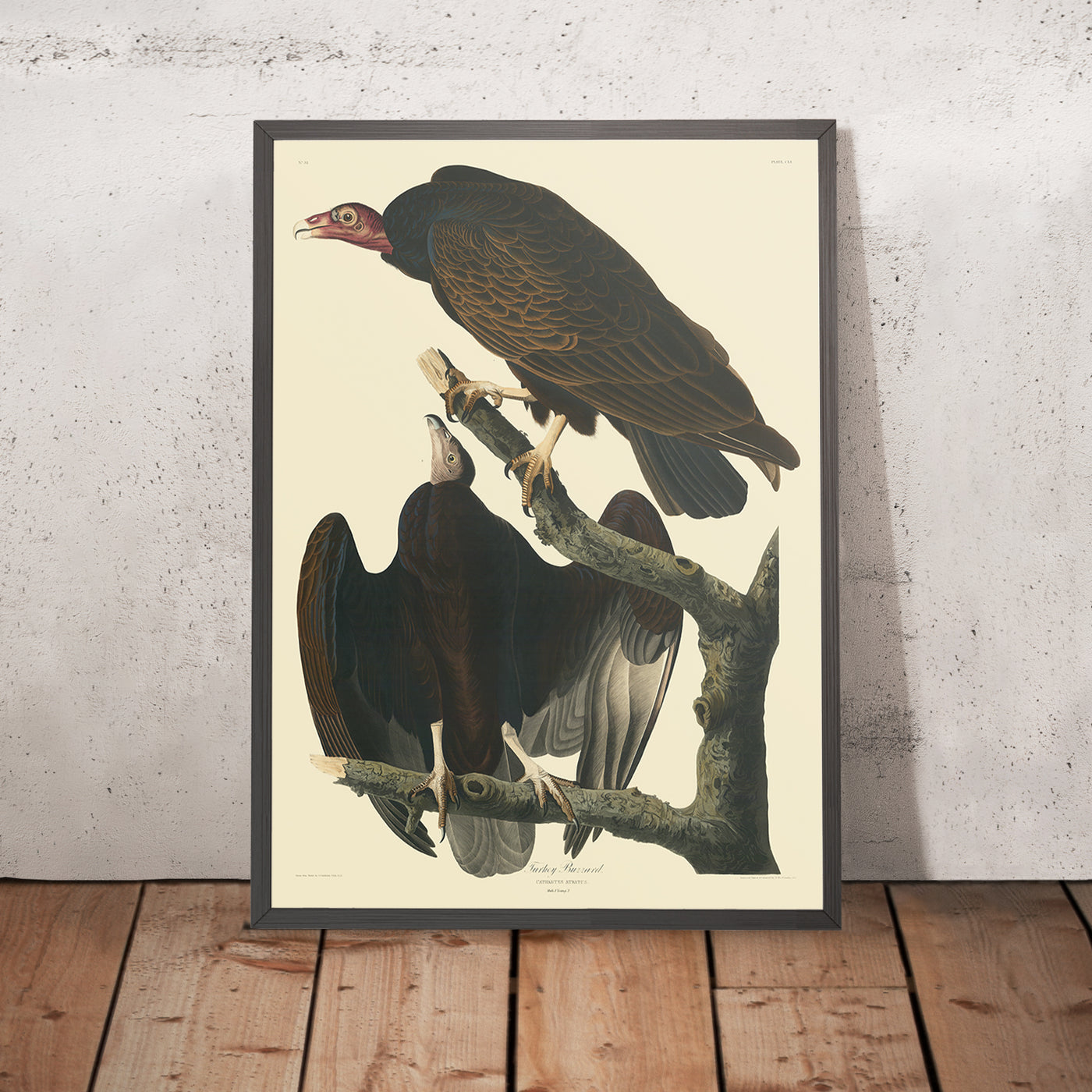 Turkey Buzzard from 'Birds of America' by John James Audubon, 1827