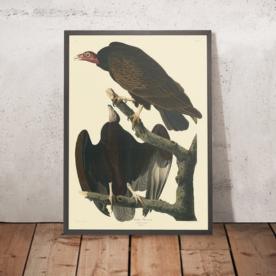 Turkey Buzzard from 'Birds of America' by John James Audubon, 1827