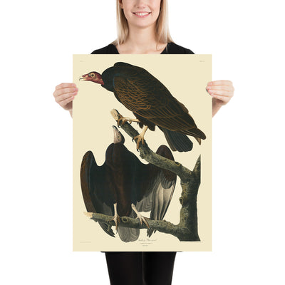 Turkey Buzzard from 'Birds of America' by John James Audubon, 1827