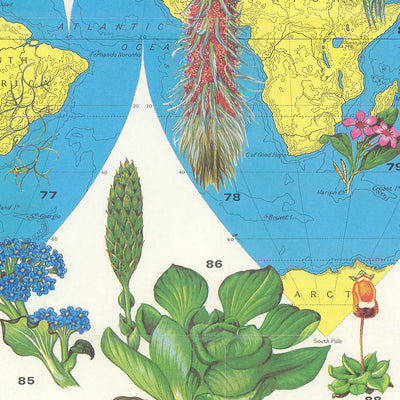 Mapa antiguo del mundo de la distribución de flores por Everard, 1972: Ilustraciones botánicas, flora global 