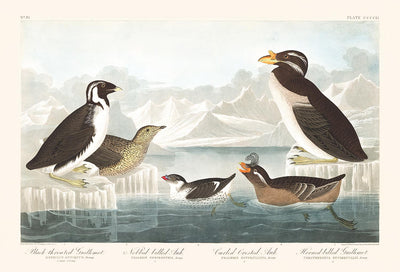 Guillemots & Auks (Seabirds) by John James Audubon, 1827