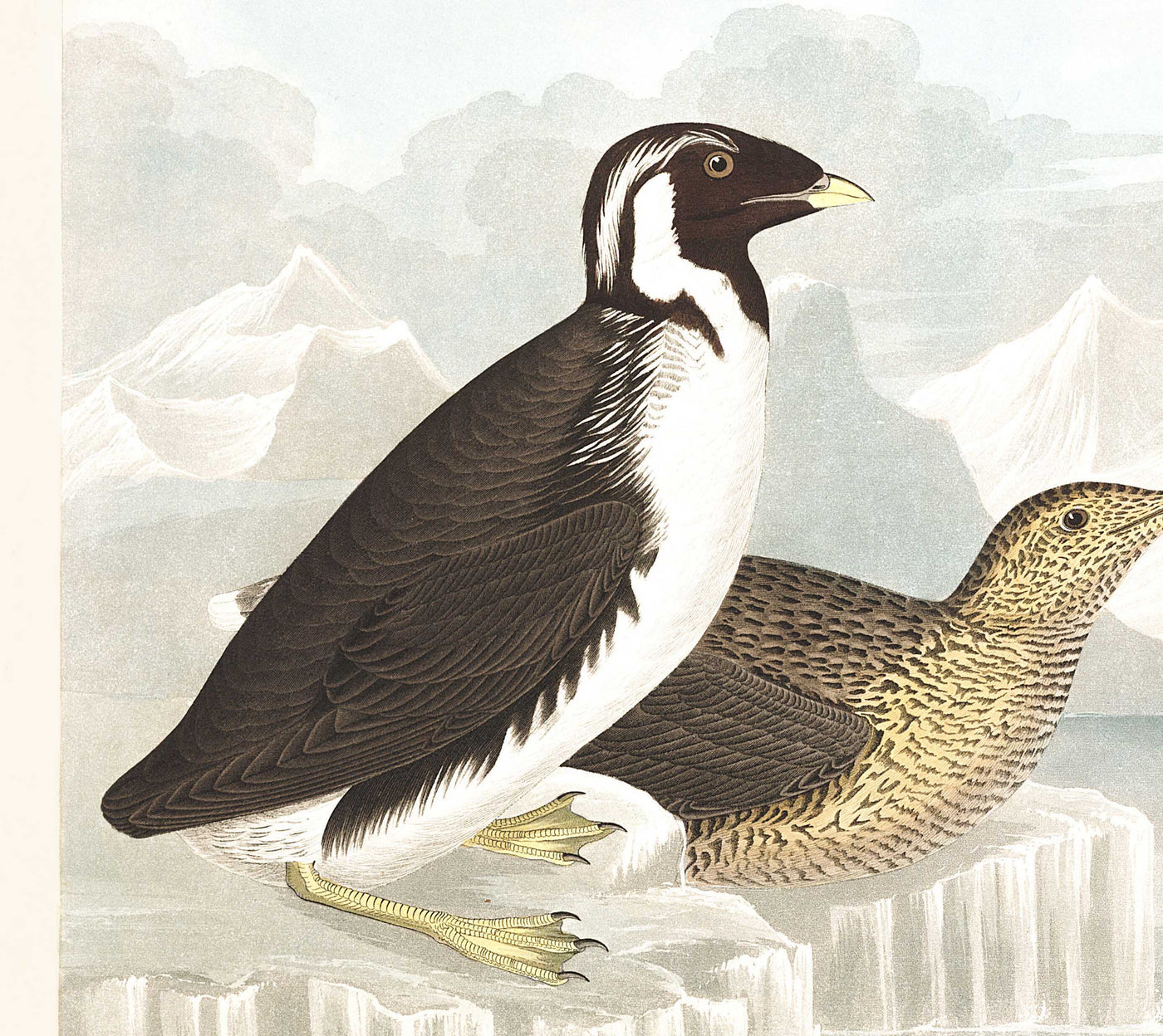 Guillemots & Auks (Seabirds) by John James Audubon, 1827