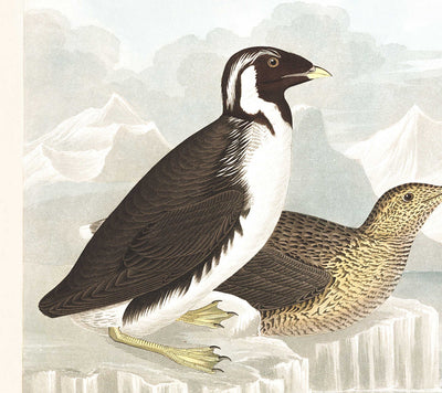 Guillemots & Auks (Seabirds) by John James Audubon, 1827