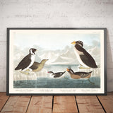 Guillemots e Auks (Uccelli marini) di John James Audubon, 1827 