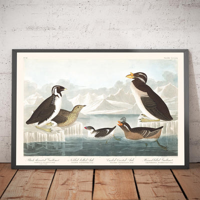 Guillemots & Auks (Seabirds) by John James Audubon, 1827