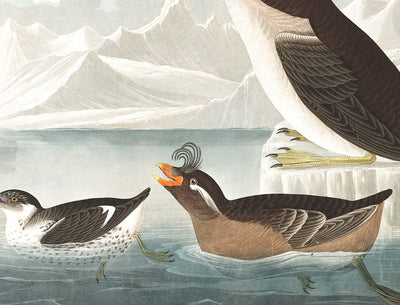 Guillemots & Auks (Seabirds) by John James Audubon, 1827