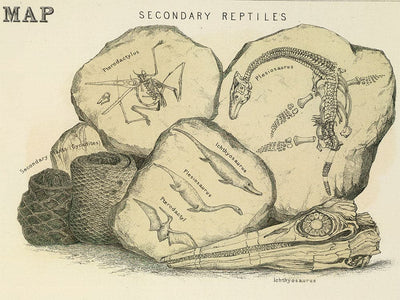 Ancienne carte géologique et paléontologique de l'Écosse, 1854, par A.K. Johnston et Edward Forbes - Rare Fossil Wall Chart