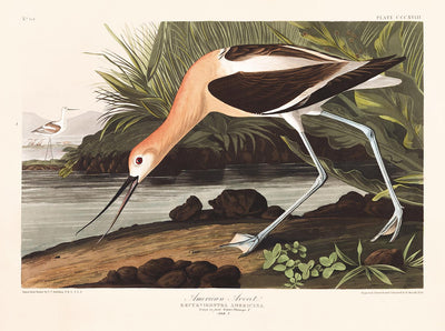 Avocette américaine par John James Audubon, 1827 