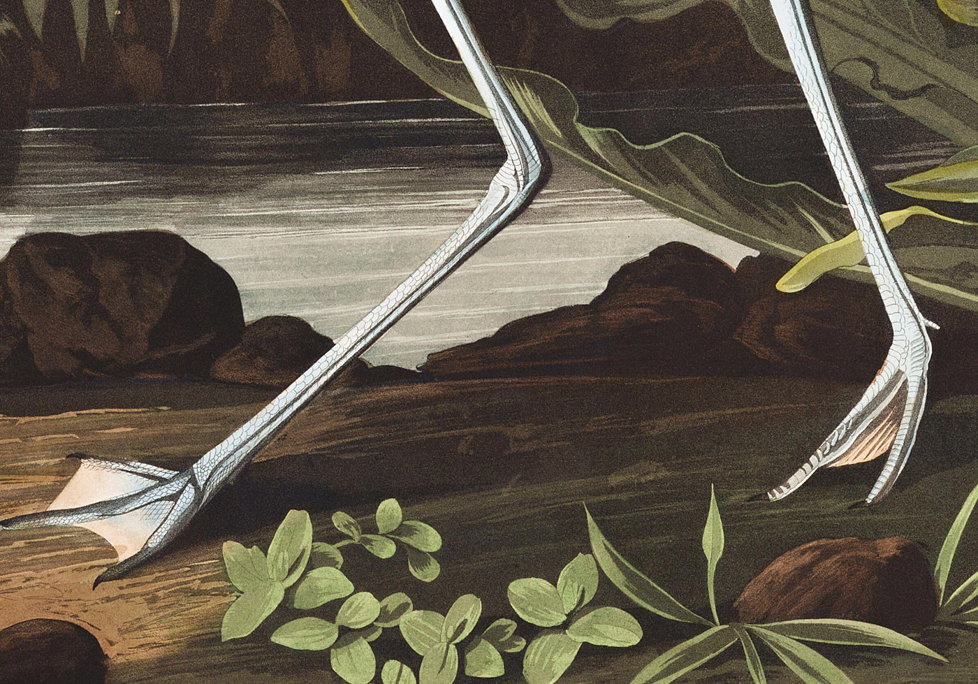 Avocette américaine par John James Audubon, 1827 