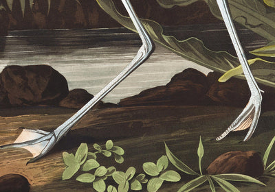 Avocette américaine par John James Audubon, 1827 