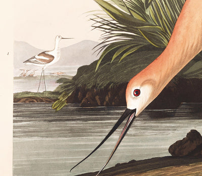 Avocette américaine par John James Audubon, 1827 