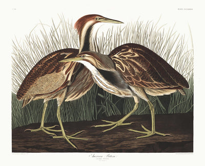 American Bittern by John James Audubon, 1827