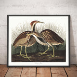 Butor d'Amérique par John James Audubon, 1827 
