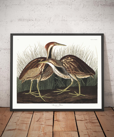 American Bittern by John James Audubon, 1827